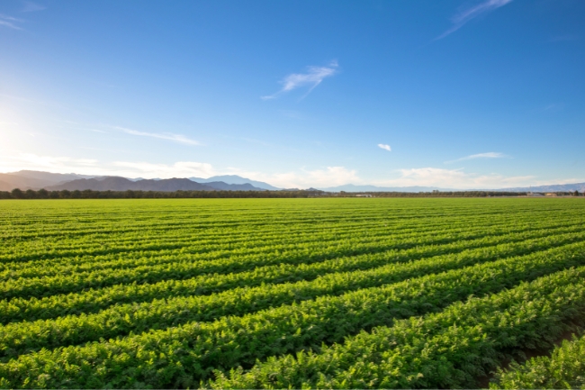 Como Arrendar um Terreno Rural e Garantir Renda Passiva?